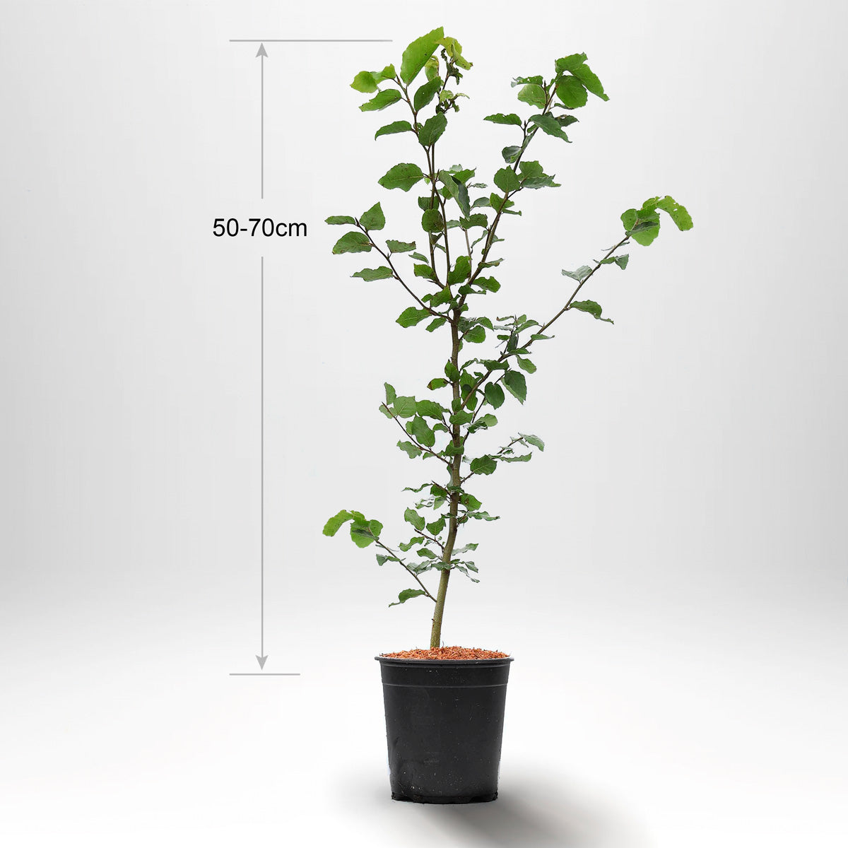 Bøk, Pottedyrket, 50-70 cm, P9/11